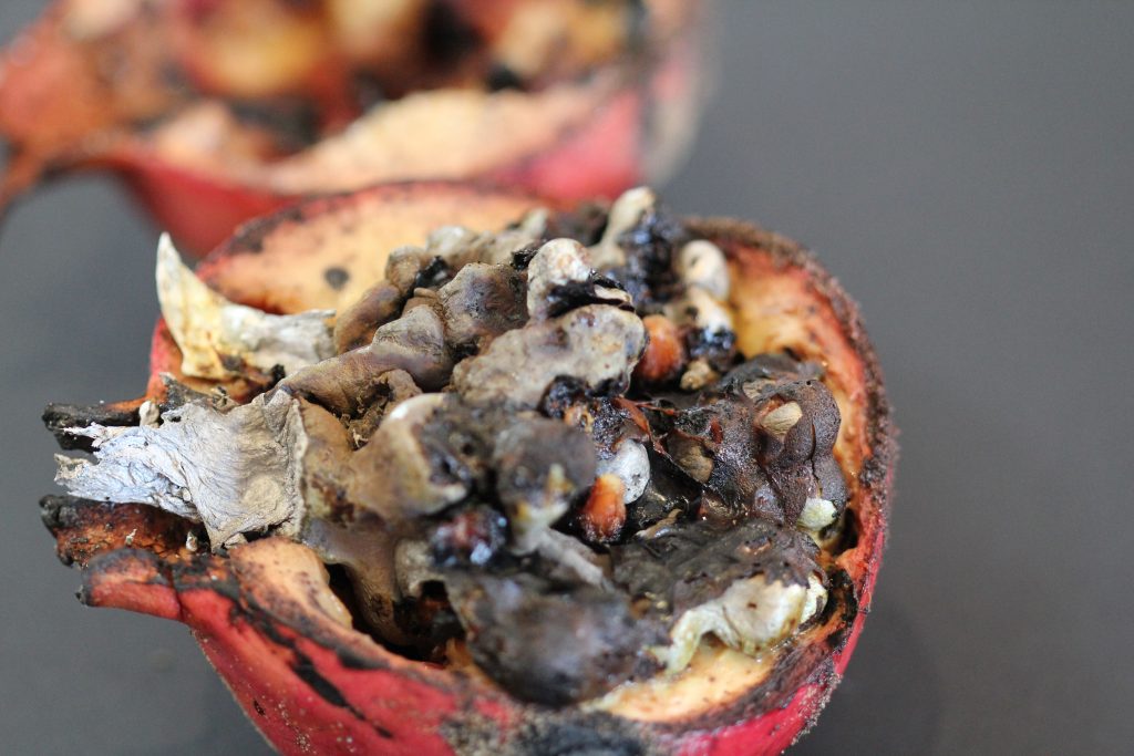 Pomegranate after intervention of pouring molten aluminium from discarded tonic cans inside. The image shows the form of the smelted metal within one half of the pomegranate. Blackened pith and seeds still remain and make an interesting 3D form for display once removed.