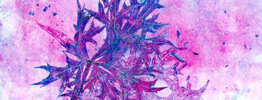 Eryngium plant used for printing: deep blue with a varied pink background