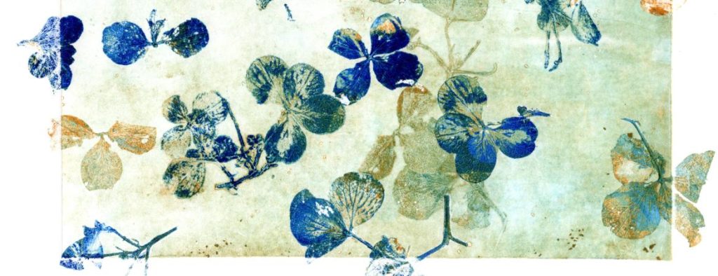 Hydrangea ghostly green and deep blue on a pale green ghostly background