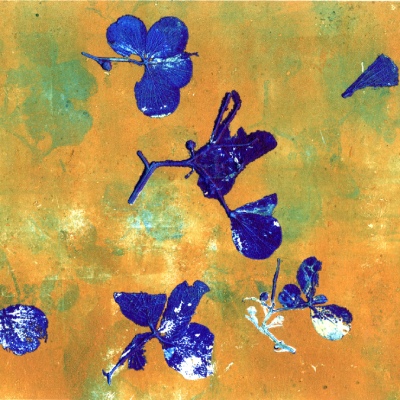 Hydrangea petals in prussian blue on a yellow ochre/green background with a ghost print showing through behind in pale greens